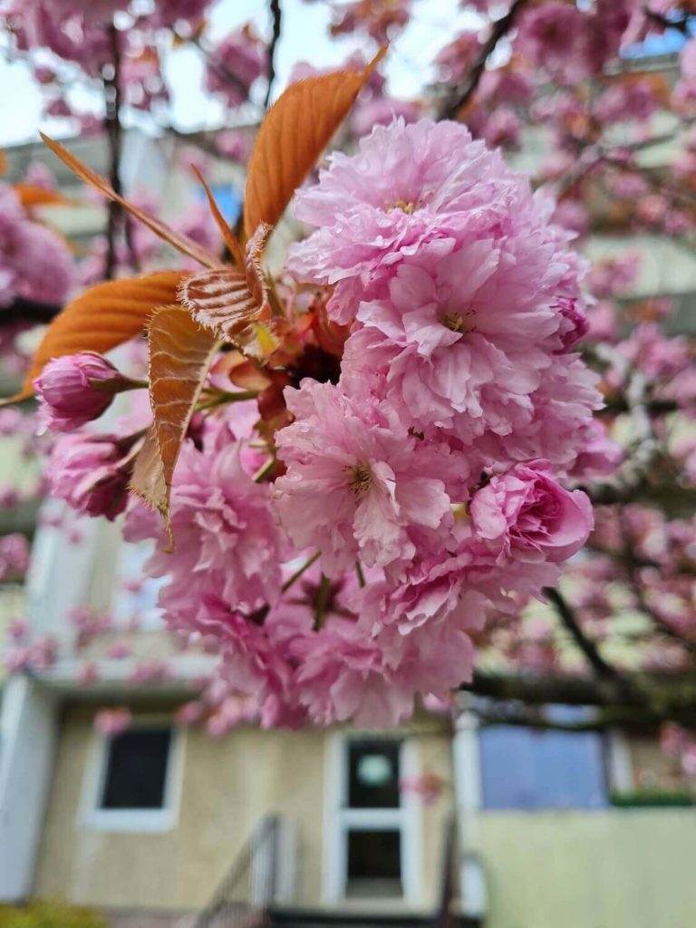 Albert Schweitzer Straße Balkonkonzerte Märkische Heimat